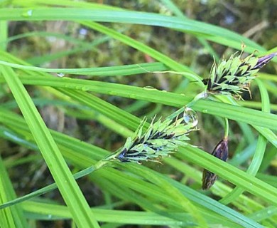 Carex macrochaeta