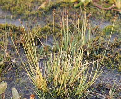 Carex marina