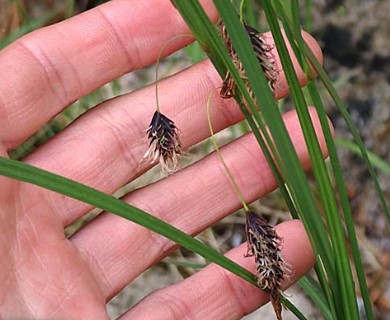 Carex pluriflora