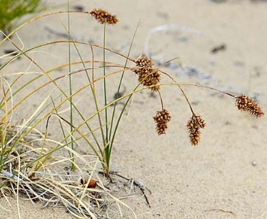 Carex sabulosa