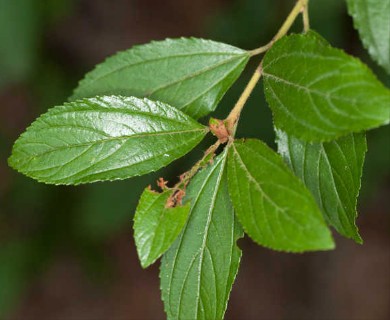 Ceanothus herbaceus
