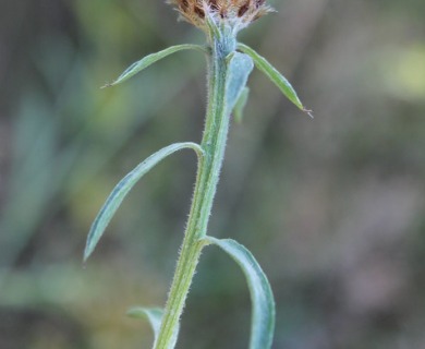 Centaurea X moncktonii