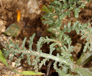 Chaenactis glabriuscula
