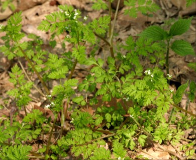 Chaerophyllum procumbens