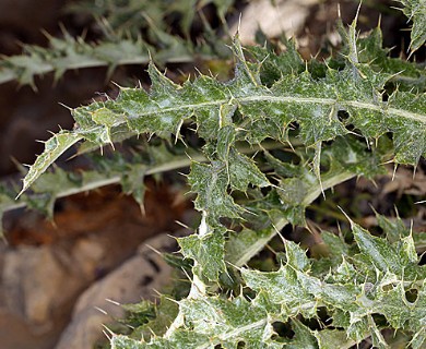 Cirsium arizonicum