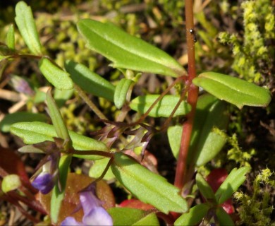 Collinsia grandiflora