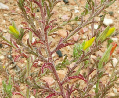Cordylanthus laxiflorus