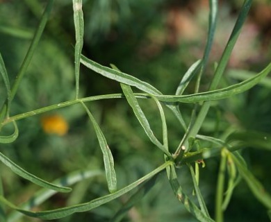 Coreopsis tinctoria