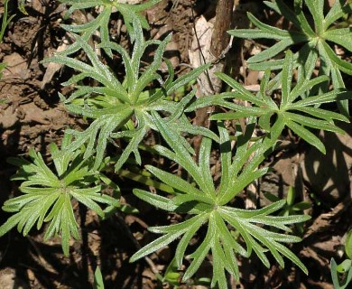 Delphinium nuttallii