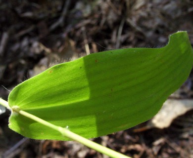 Dichanthelium latifolium