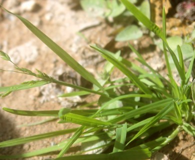 Eragrostis mexicana