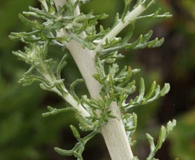 Eriophyllum confertiflorum