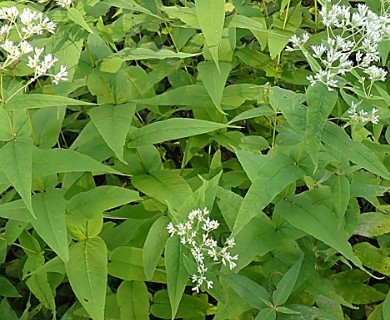 Eupatorium sessilifolium
