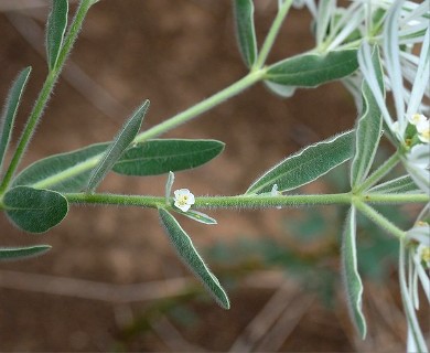 Euphorbia bicolor