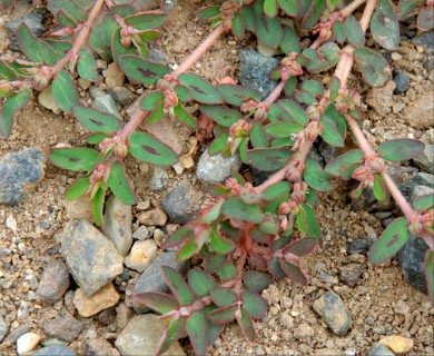 Euphorbia maculata