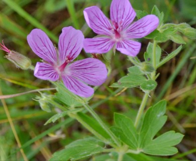 Geranium oreganum | Oregon geranium