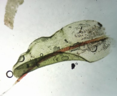 Grimmia anodon