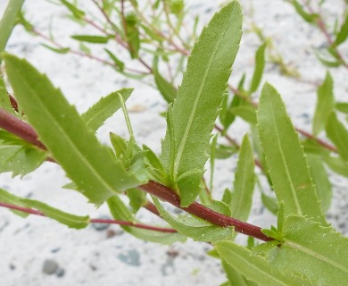 Grindelia integrifolia