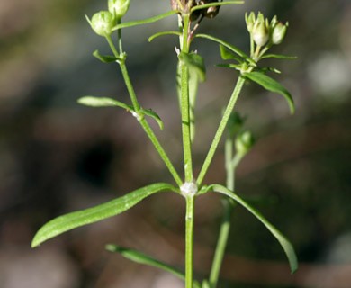 Houstonia longifolia