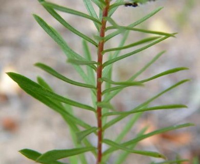 Ionactis linariifolia