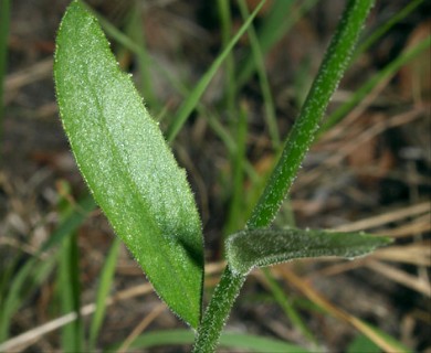 Lobelia spicata