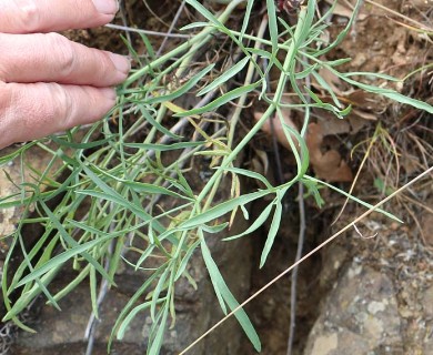 Lomatium brevifolium