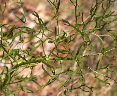 Lomatium suksdorfii