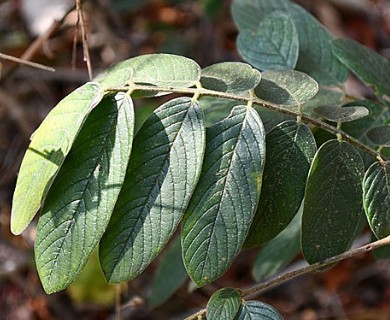 Lonchocarpus rugosus