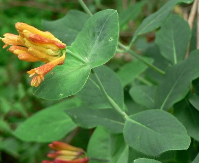 Lonicera ciliosa