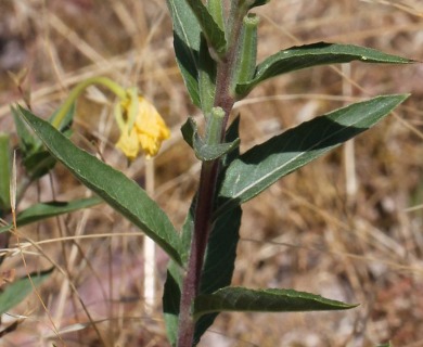 Oenothera villosa