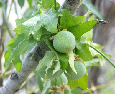 Passiflora tenuiloba