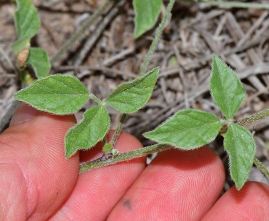 Pediomelum rhombifolium