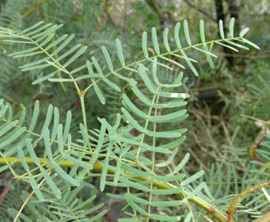 Prosopis glandulosa