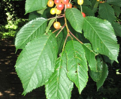 Prunus avium