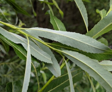 Salix petiolaris