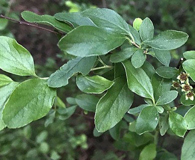 Spiraea prunifolia