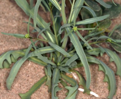 Streptanthus longirostris