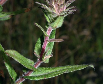 Symphyotrichum novae-angliae