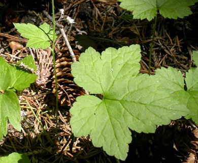 Tiarella trifoliata