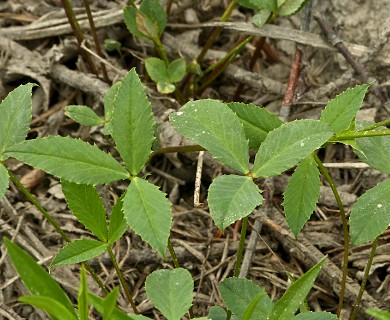 Trifolium productum
