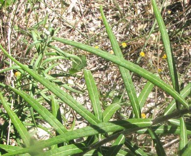 Vernonia lindheimeri