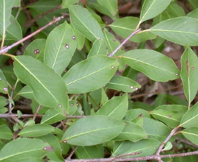 Viburnum prunifolium