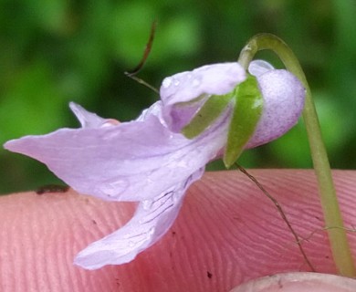 Viola epipsiloides