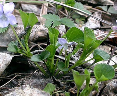 Viola labradorica