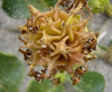 Abronia latifolia