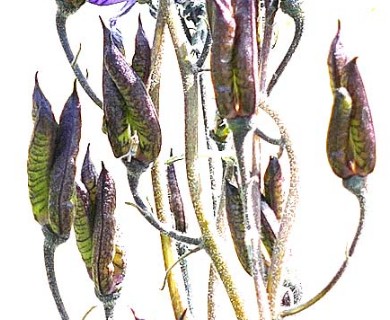 Aconitum delphiniifolium