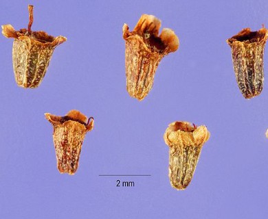 Adenostoma fasciculatum