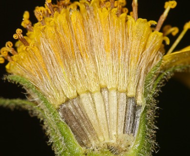 Arnica lanceolata