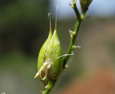 Astragalus conjunctus