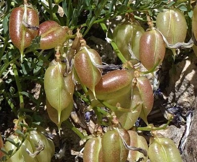 Astragalus eastwoodiae